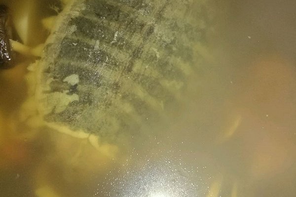 冬天甲鱼怎么样放才不死,这个季节甲鱼适合怎么吃