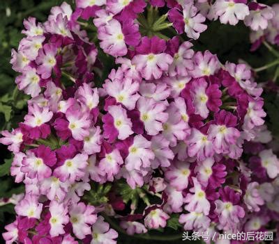 美女樱认不得？只怪它衣服太多