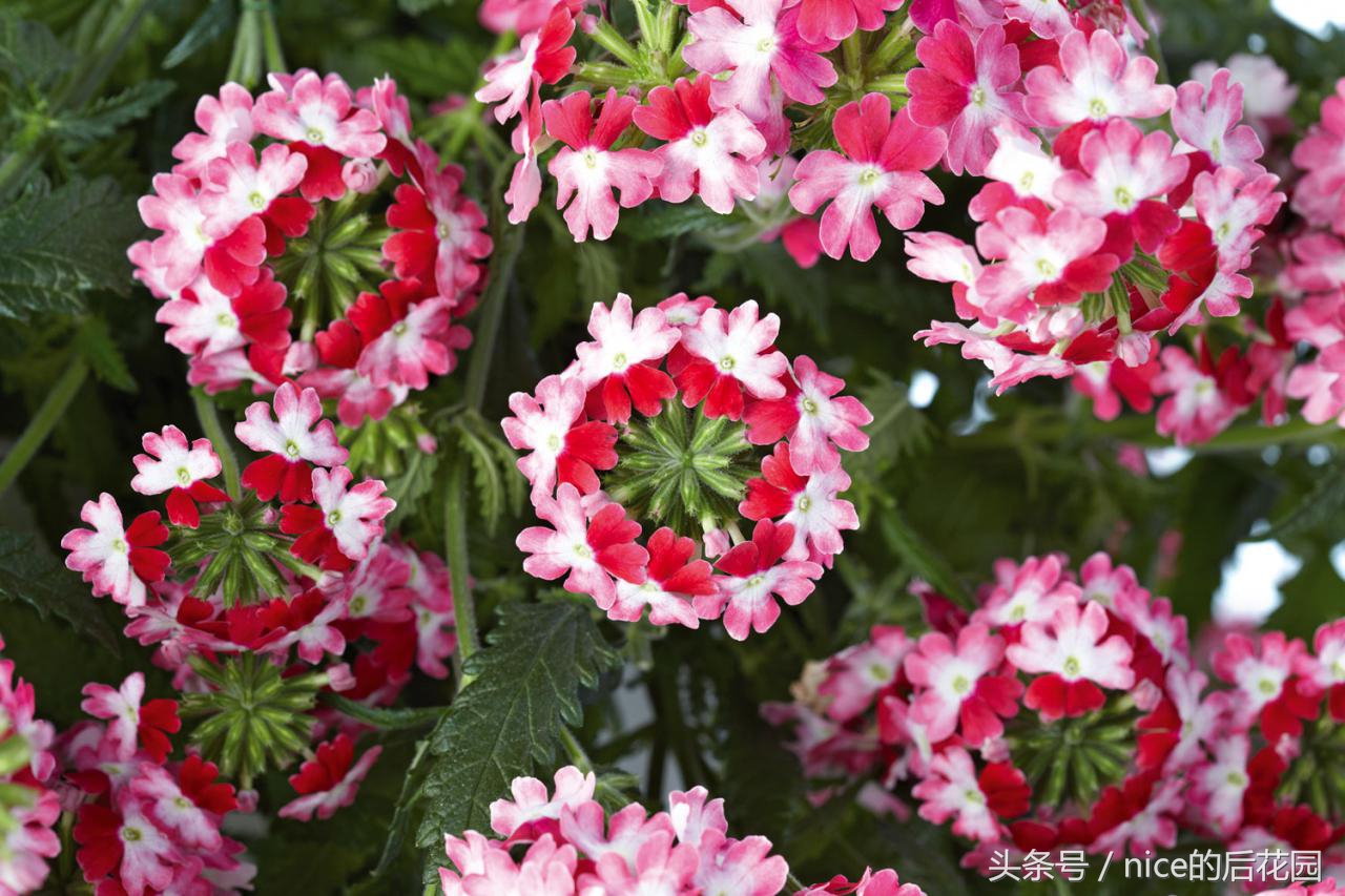 美女樱认不得？只怪它衣服太多