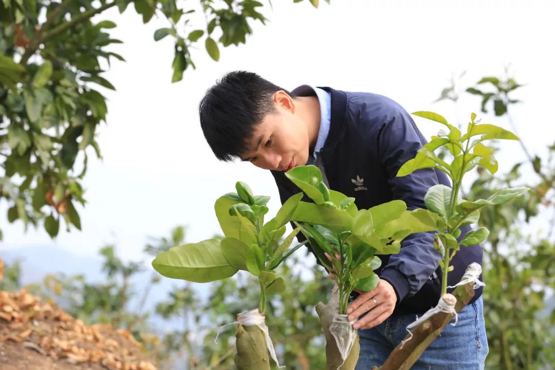 抖音直播、无人机施肥、局长站台，看90后新农人怎样玩转家乡蜜柚