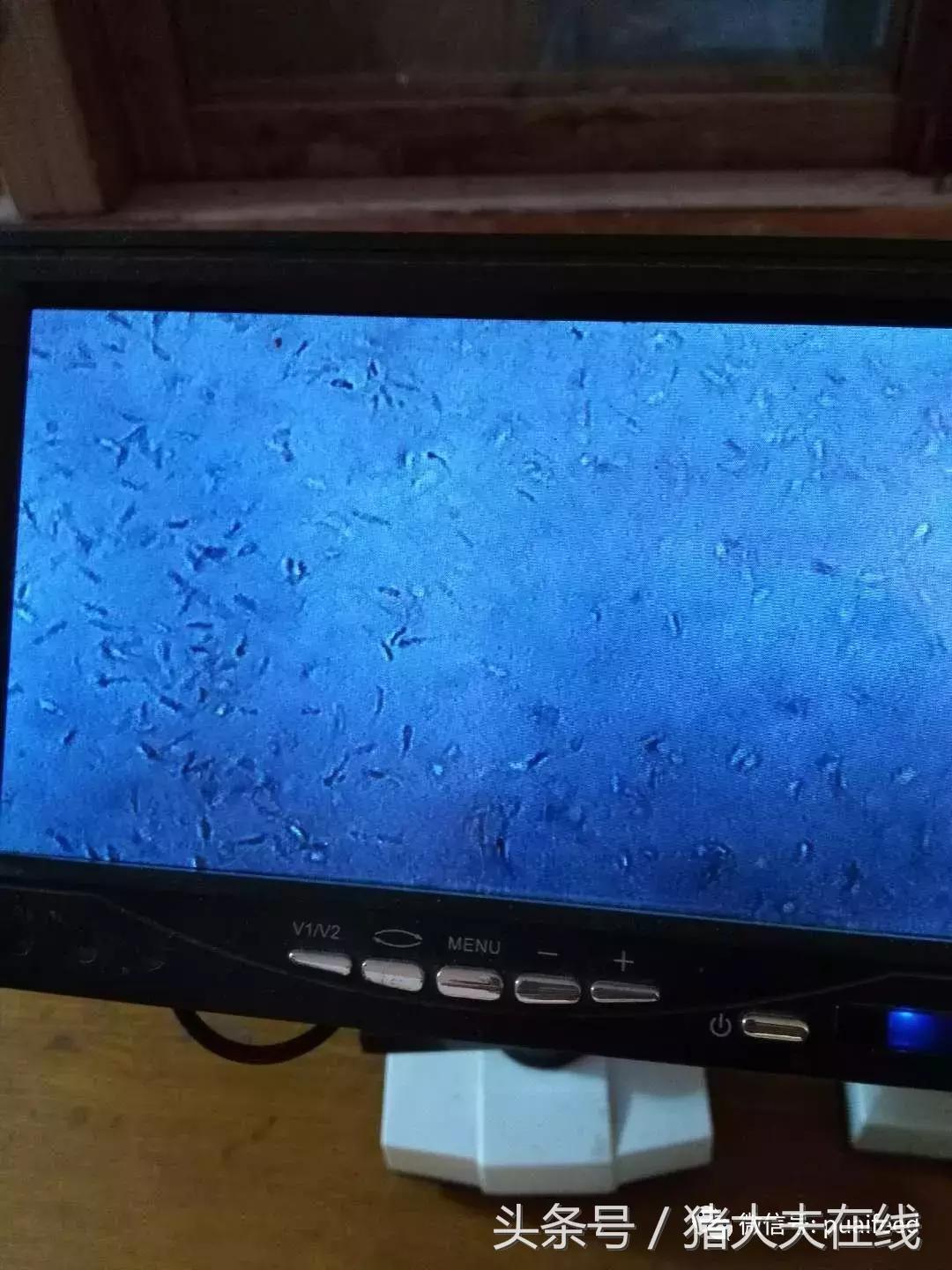 母猪深部输精最佳输精时间,母猪输精的正确手法