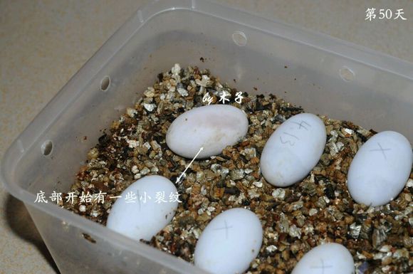 草龟繁殖经验分享孵蛋40天破壳,草龟养殖日记从幼苗开始