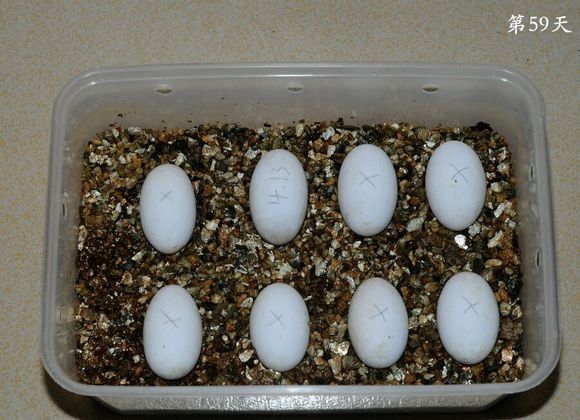 草龟繁殖经验分享孵蛋40天破壳,草龟养殖日记从幼苗开始