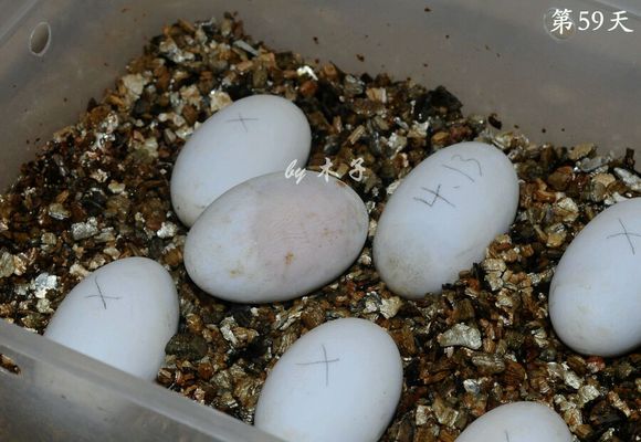 草龟繁殖经验分享孵蛋40天破壳,草龟养殖日记从幼苗开始