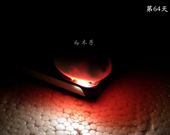 草龟繁殖经验分享孵蛋40天破壳,草龟养殖日记从幼苗开始