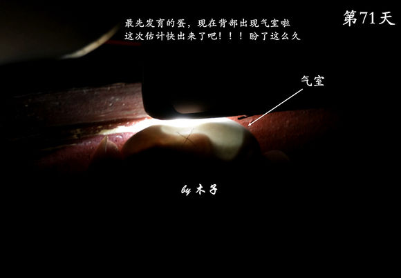 草龟繁殖经验分享孵蛋40天破壳,草龟养殖日记从幼苗开始