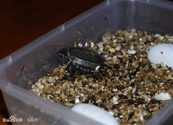 自己养的草龟怎么孵化草龟蛋,自家养的草龟如何产蛋