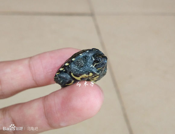 自己养的草龟怎么孵化草龟蛋,自家养的草龟如何产蛋