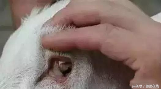 看图羊病,看图学经络