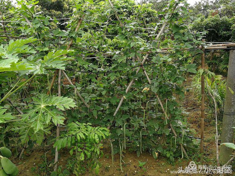 故人具鸡黍邀我至田家邀的意思,故人具鸡黍邀我至田家什么意思