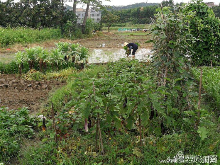故人具鸡黍邀我至田家邀的意思,故人具鸡黍邀我至田家什么意思