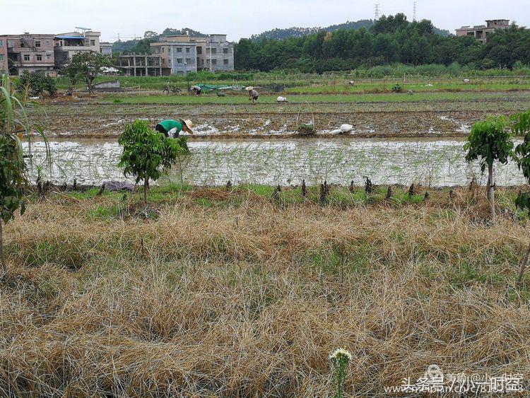 故人具鸡黍邀我至田家邀的意思,故人具鸡黍邀我至田家什么意思
