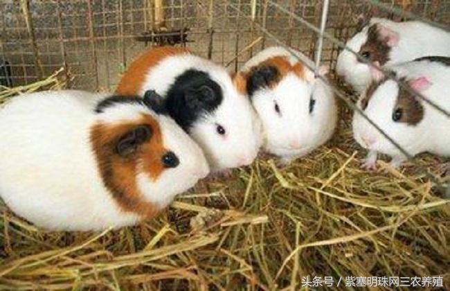 荷兰猪怎么养殖收益快,紫塞明珠种植视频