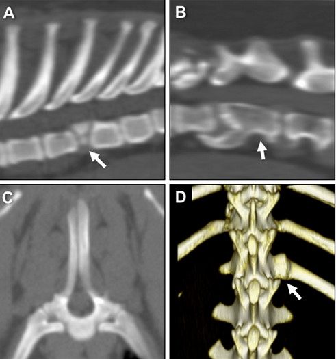 斗牛犬各种疾病的表现,斗牛犬的一些常见病