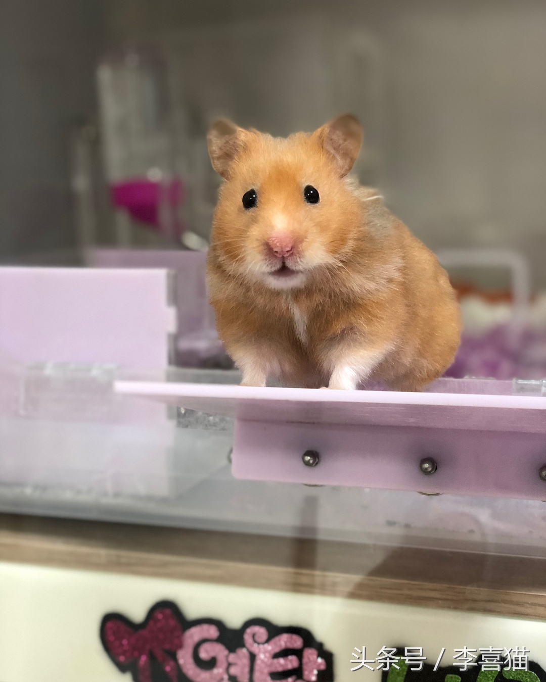 金丝熊仓鼠饲养注意事项,仓鼠金丝熊怎么饲养