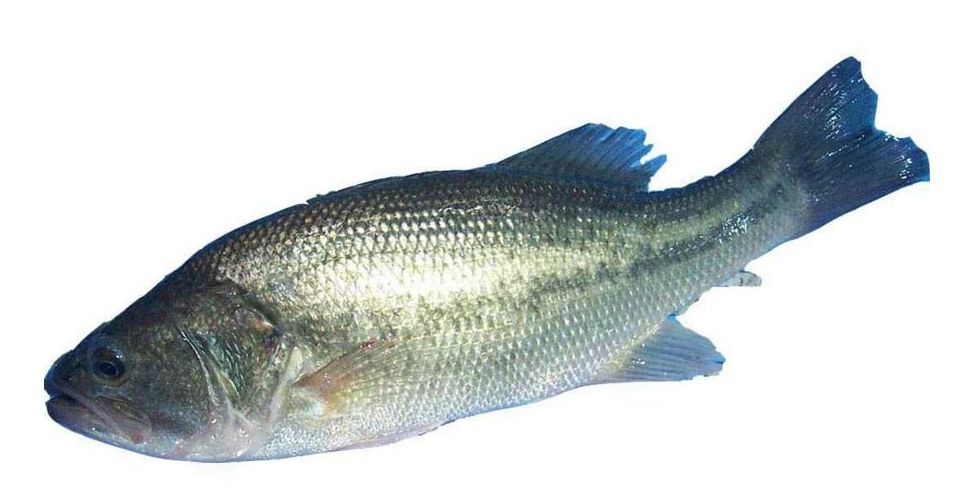 奶粉没有生产许可编号,奶粉没有生产日期怎么处罚