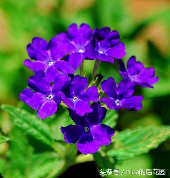 美女樱认不得？只怪它衣服太多