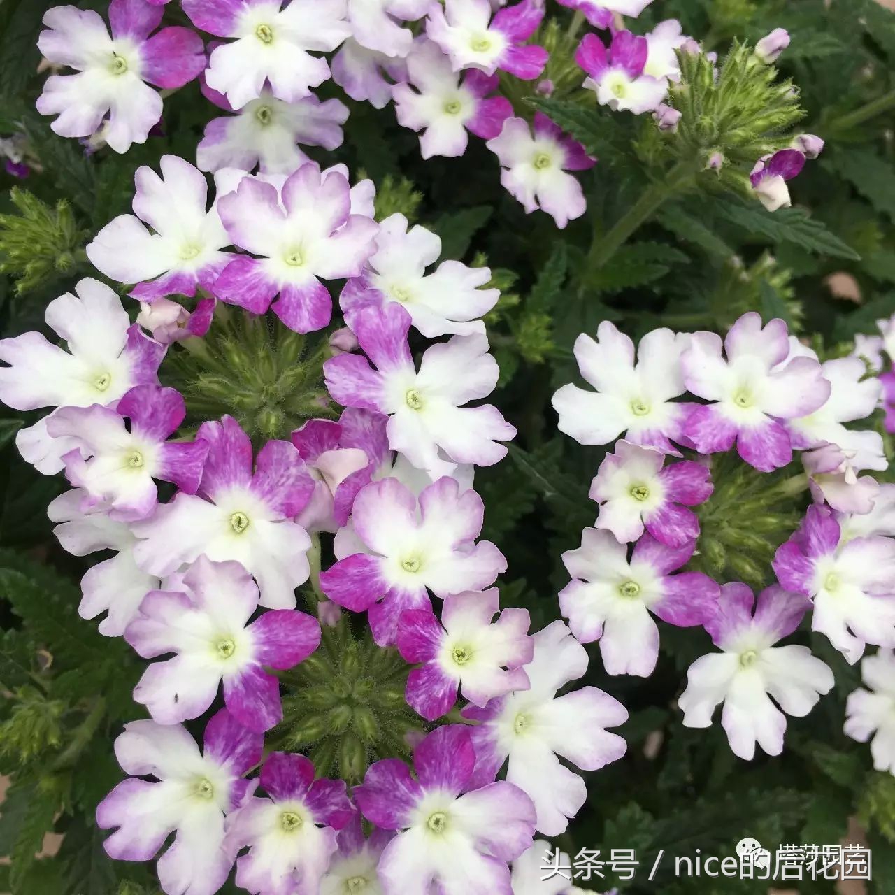 美女樱认不得？只怪它衣服太多