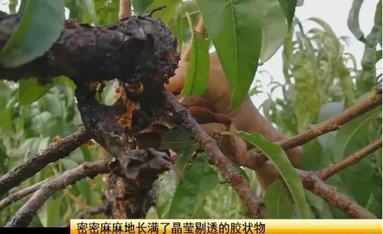 六安：桃树树干上结了很多这样的东西，究竟是啥？能吃还能美容？