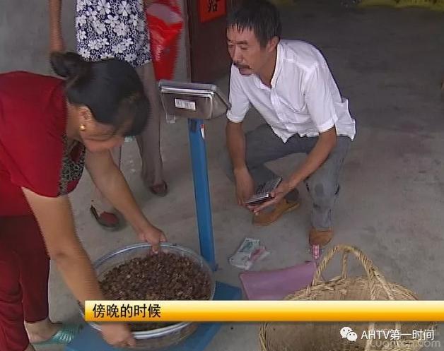 六安：桃树树干上结了很多这样的东西，究竟是啥？能吃还能美容？