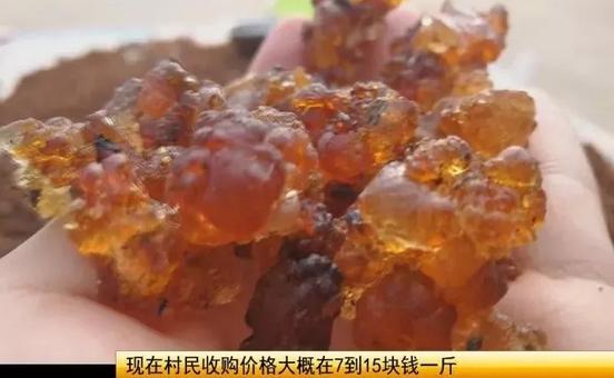 六安：桃树树干上结了很多这样的东西，究竟是啥？能吃还能美容？