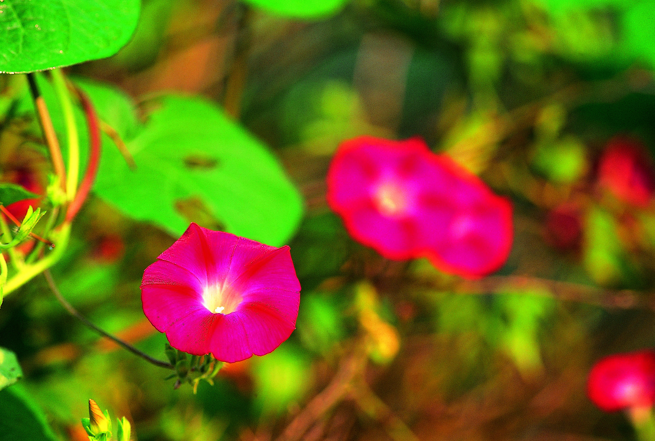 幼儿园手指操100首幼师必备拍手操,幼儿园必学十首手指操1-3岁