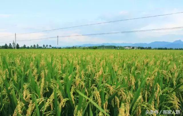 嫁客家男人要注意什么,嫁广东客家男人真实感受