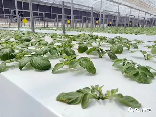 【媒体看香泉】高科技产业精准扶贫靠什么——扶贫点上看变化之安定区篇