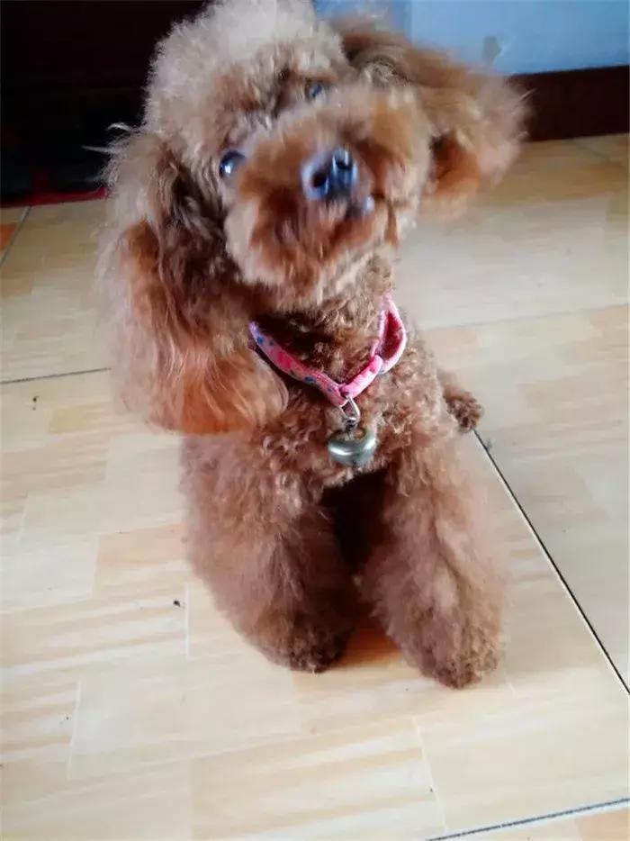 泰迪狗易怒咬人怎么训练,泰迪狗很凶爱咬人越打越凶怎么办