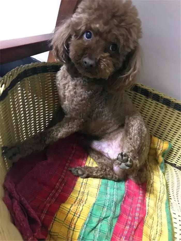 泰迪狗易怒咬人怎么训练,泰迪狗很凶爱咬人越打越凶怎么办