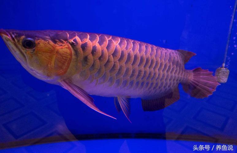 第一次养鱼怎么开缸视频,农村水缸养鱼开缸技巧