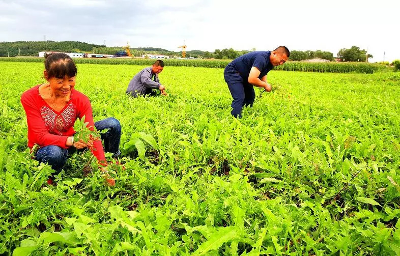 蒲公英里有虫子吗,蒲公英有花有果