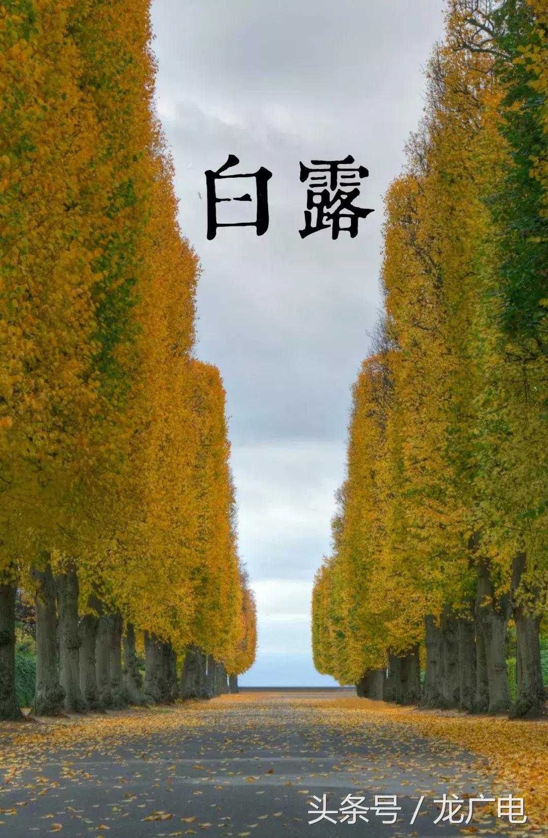 今天白露喝什么汤好,今天白露吃什么饭好呢