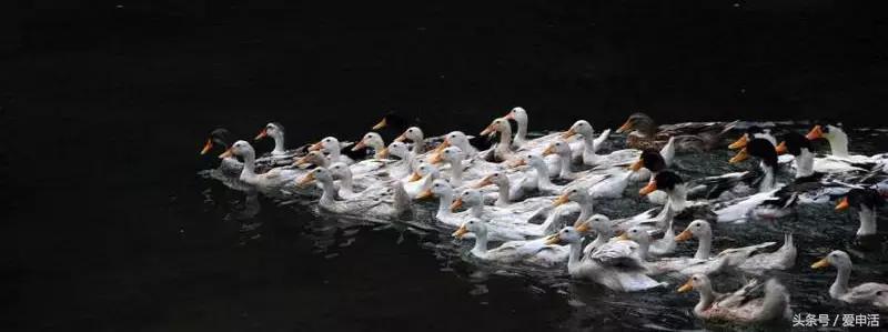 绫冲鏈堥ゼ绀肩洅绌虹洅,瑗垮畨绫虫棗鏈堥ゼ绀肩洅