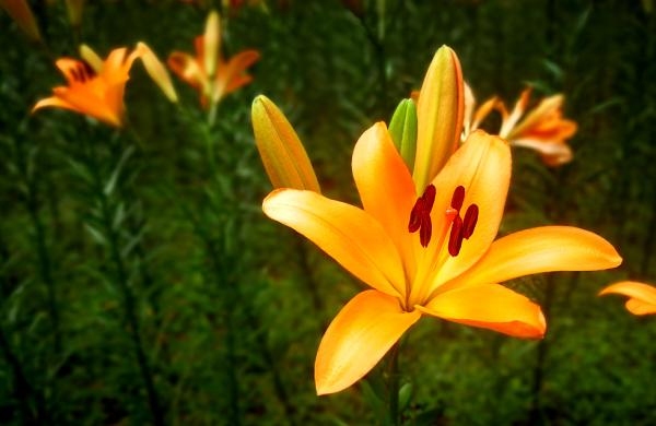 石象湖郁金香门票,石象湖百合花景点