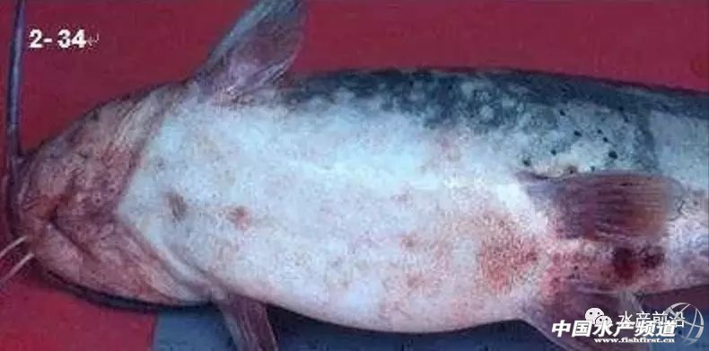 败血症名医,如何治愈败血症