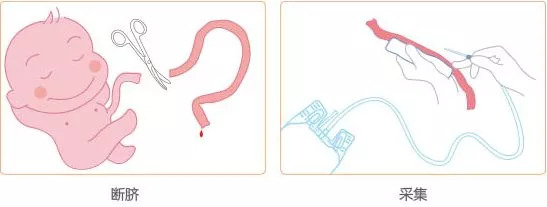 科普：关于干细胞，你应该知道什么？