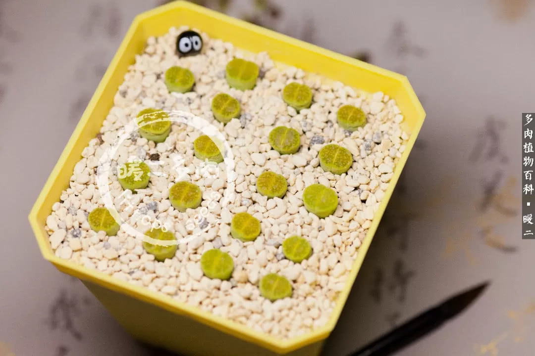 生石花播种后如何养护,生石花养护注意事项