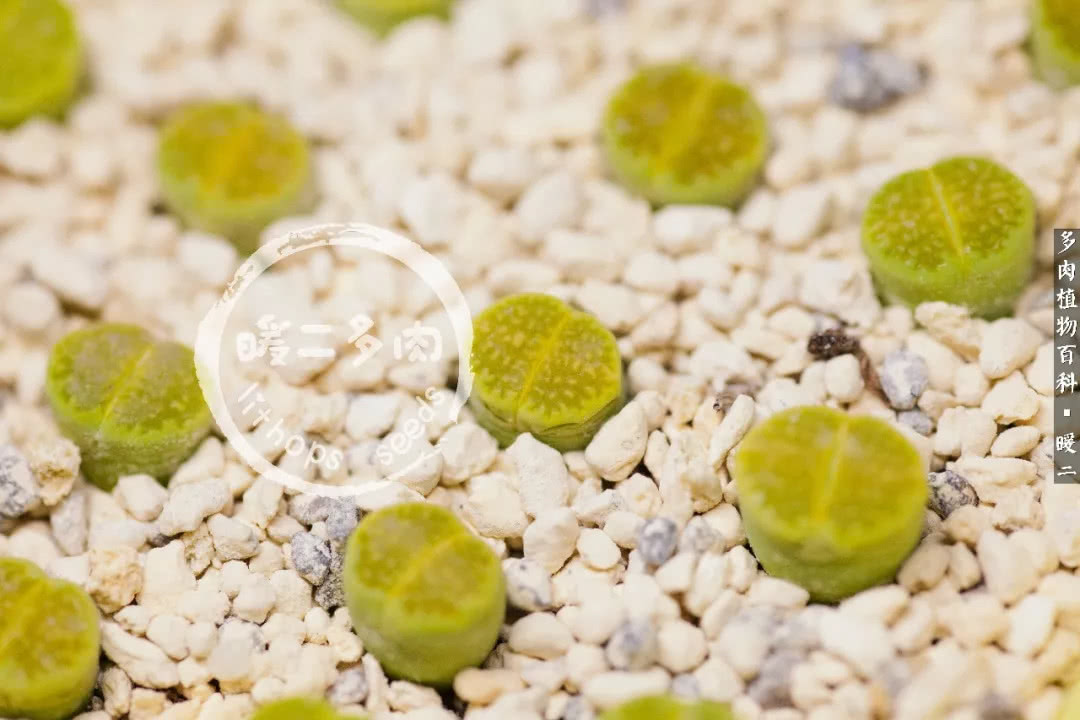 生石花播种后如何养护,生石花养护注意事项