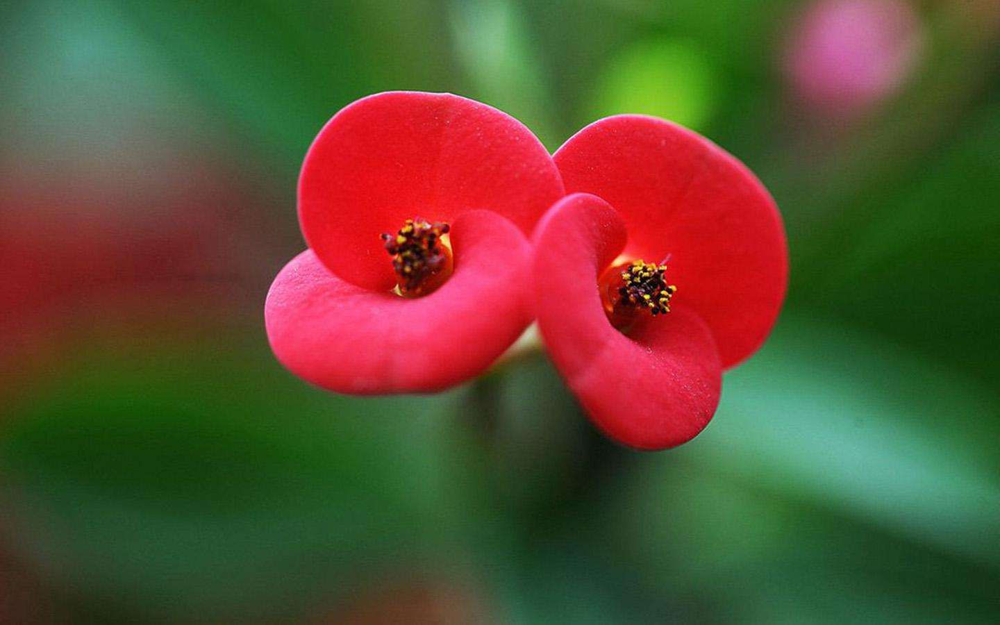 大盆栽虎刺梅花视频,美丽好看的盆栽