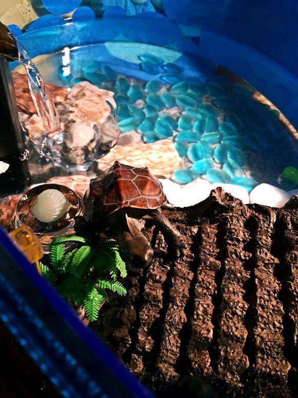 「龟友记录」萌妹子养龟全纪录（第一部）