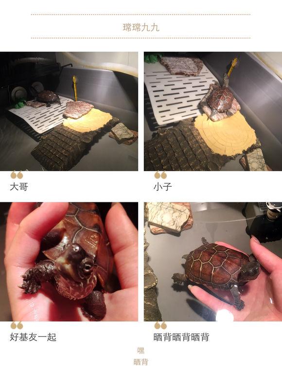 「龟友记录」萌妹子养龟全纪录（第一部）