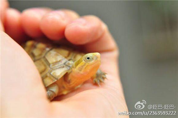 「龟友记录」萌妹子养龟全纪录（第一部）