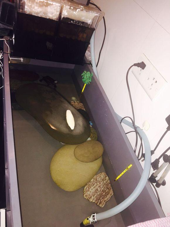 「龟友记录」萌妹子养龟全纪录（第一部）