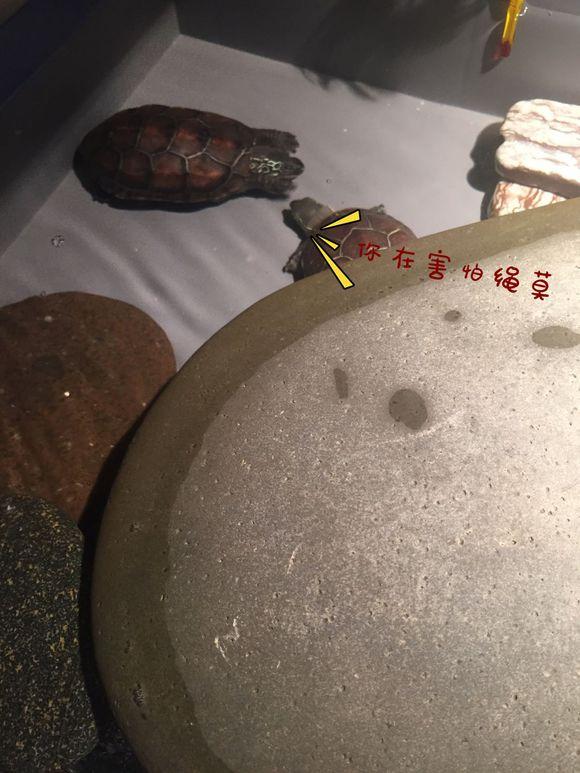 「龟友记录」萌妹子养龟全纪录（第一部）