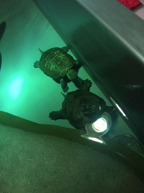 「龟友记录」萌妹子养龟全纪录（第一部）