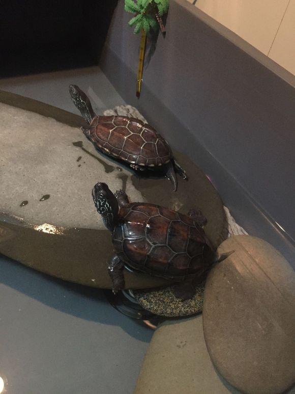 「龟友记录」萌妹子养龟全纪录（第一部）