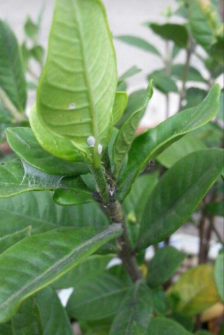 怎样才能把栀子花养好,好好的栀子花怎么生虫