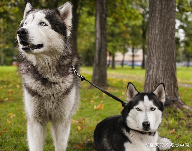 阿拉斯加狗狗皮肤病用什么药?阿拉斯加怎么预防皮肤病?