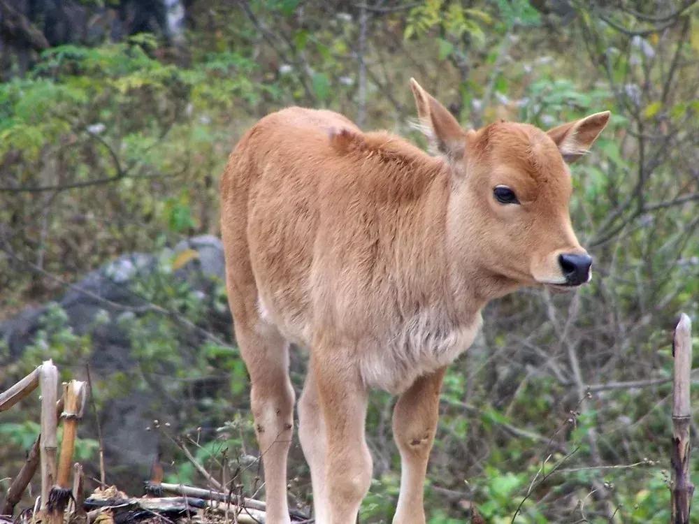 养牛常见病及治疗方法,养牛的疾病与预防方法